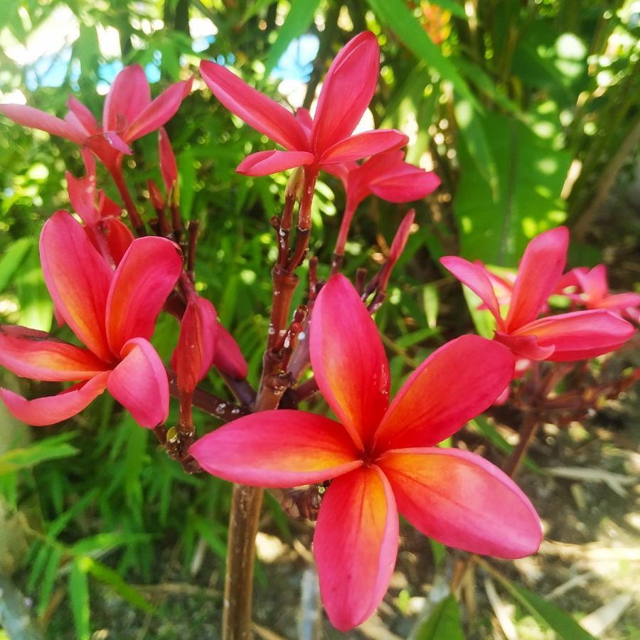 Puerto Viejo de Talamanca Black Bamboo المظهر الخارجي الصورة