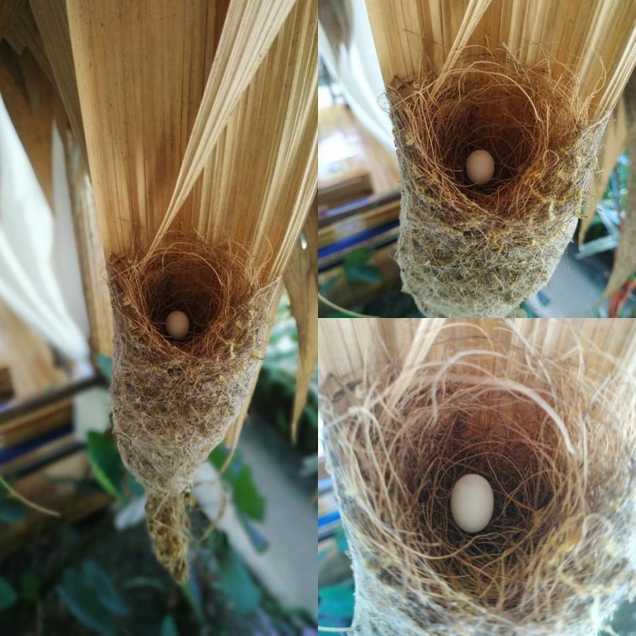 Puerto Viejo de Talamanca Black Bamboo المظهر الخارجي الصورة