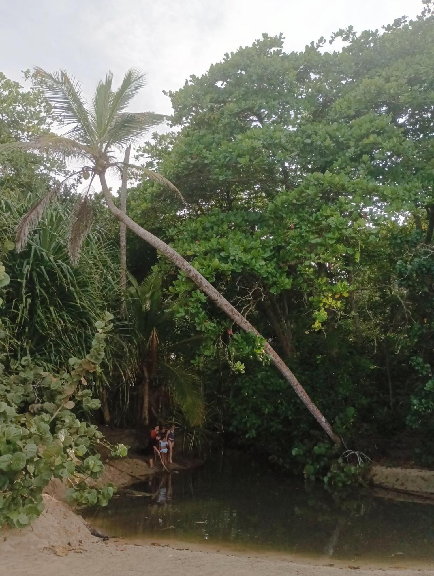 Puerto Viejo de Talamanca Black Bamboo المظهر الخارجي الصورة